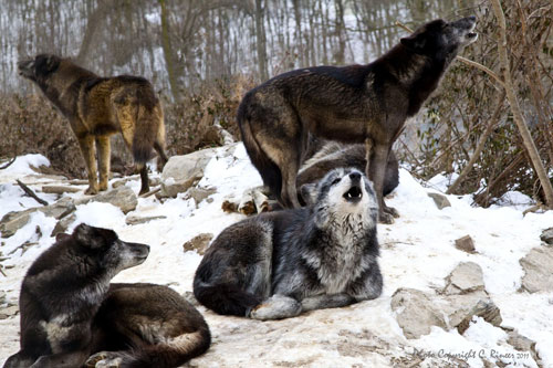 Wolf Sanctuary of PA