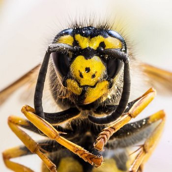 1 bee You're backing up your raw onto Dropbox?