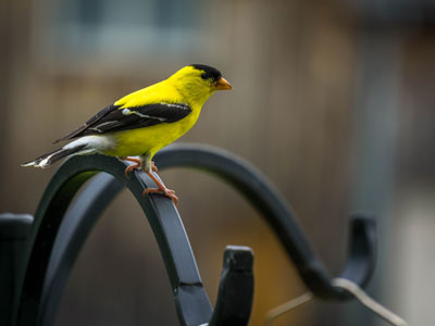 American Goldfinch Finch Thumb Nourished