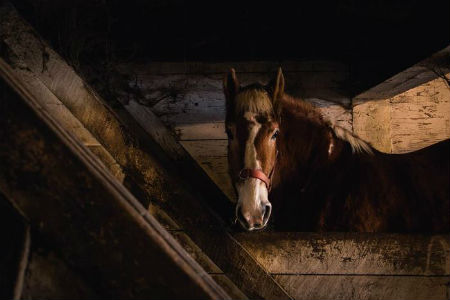 Beautiful Horse Looking At Camera In Barn Lately I have seen your art taking a twist away from horses has it always been there and do you feel it as well?