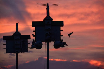 Birds at Feeder Sunset Photography What are your typical touches? 
