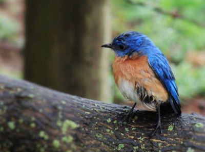 Blue Bird On Log Michelle Fritz So let me get this straight you wanted to be a painter so you were trying to figure out what to paint and you went around taking pictures?