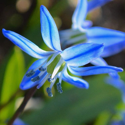 Brilliant Blue Wildflower Lancaster PA Tana So after you take pictures of them do you research what the flowers are?