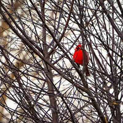 Cardinal Red Bird In Bush Seth Dochter What app do you find is easiest for you to generate an audience?