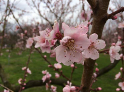 Cherry Blossoms Deiter You said you looked at books...do you think this was a precursor to you developing a photographic eye?