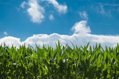 Cherry Crest Corn Maze Cover Editor’s Pick: Cherry Crest Farm offers fall family fun in Lancaster County