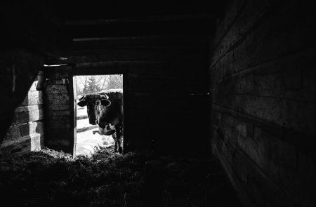 Cow Looking Into Barn Door So your mom and your grandparents both had horses so it is in your blood! And it is evident in your photography.