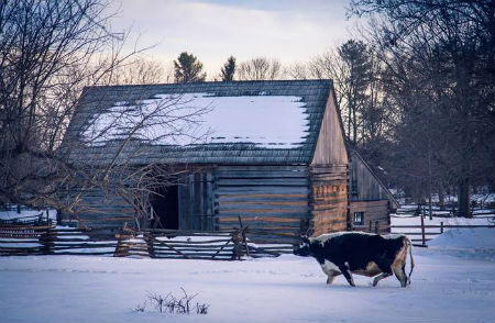 Cow Walking Across Farm In The Snow Slowly What else are you on other than those three?