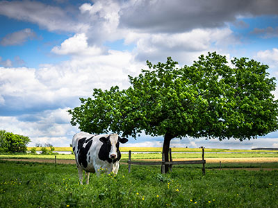 Cow and Tree Thumb Happy Heifer