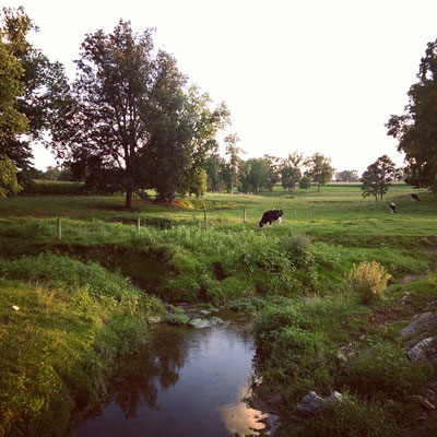 Cow in Lancaster County Farm Field