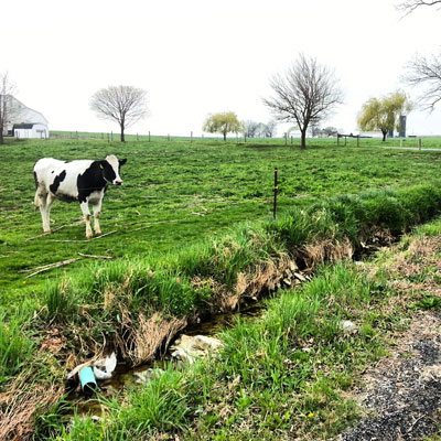 Cow on farm in Lancaster PA