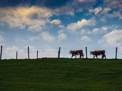 Cows on a Hill Thumb Cows on a Hill