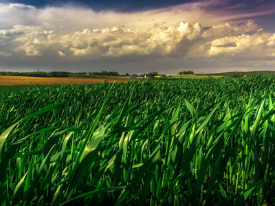 Dark Fields Thumb Fields of Corn