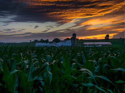 Dark Skies Over Corn Field Thumb Witness