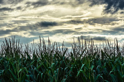 Dark Skies Tana Reiff Now from editing how does it get to social media?