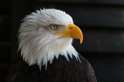 Eagles And Eaglets Cover Eagles and Eaglets