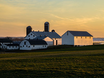 Farm Glowing Gold in Sunlight Thumb Farm Glowing Gold in Sunlight