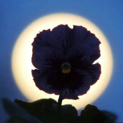 Flower Infront Of A Moon Michelle Fritz So you were saying that you like to get low when taking pictures of sunrises and sunsets.