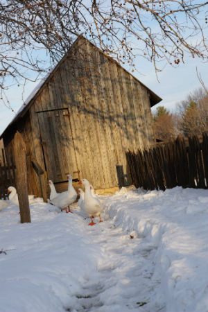 Geese Walking Down Snowy Path Together How many of your paintings does she have?