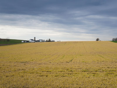 Golden Field Thumb Golden Fields