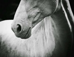 Horse Muzzle Textures White After your first camera what was next for you?