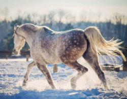 Horse Running In The Snow Side Selling your art?