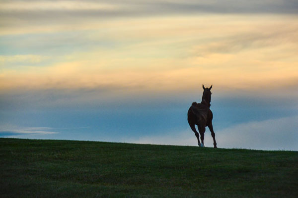 Horse Running Photo By Tana Reiff Were you competing for Lancastergram this year?
