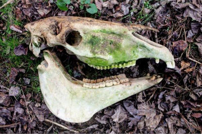 Horse Skull In The Woods With Moss Before you came to Lancaster was anything filling the void for you?