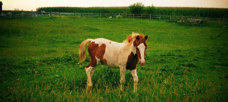 Horse in Amish Field Strasburg PA Stay at a Lancaster County Farm