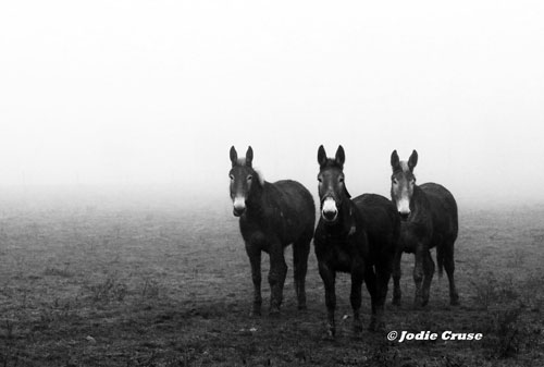 Jodie Cruse Lancaste Based Photographer 1 Do you plan out the times and places you shoot ahead of time?