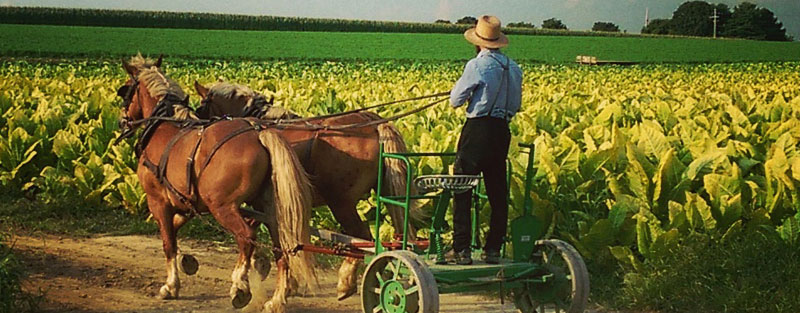 Lancaster County Amish Man in Field Lancaster County Lodging