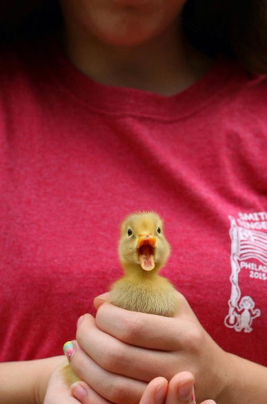 Lancaster Photographer Baby Duck Which do you enjoy more for sharing your photos – Facebook or Instagram?