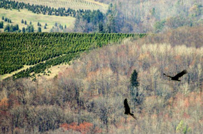Landscape With Turkey Vultures Fall Other than your photos is their photography bland?