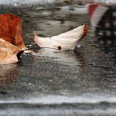 Leaves In The Puddle Michelle Fritz It's a big circle! You walk so a lot of your photography seems to be local.