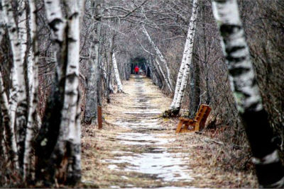 Long Tree Corridor Red Winter In any areas in particular?