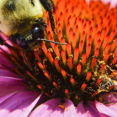 Macro of Bee on Flower Lancaster PA Is it the love of the flower or is it the love of the photographic element of it?