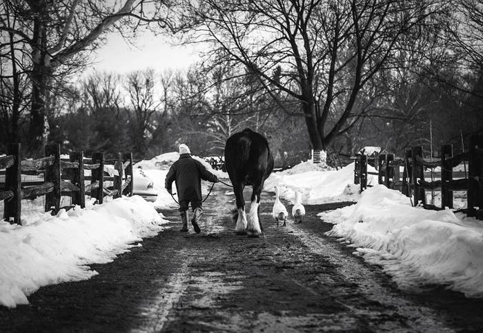 Man Walking Cow And Geese Did you start taking pictures immediately?