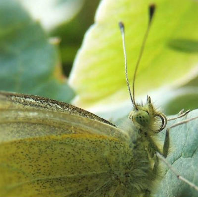 Moth Close Up Michelle Fritz What is it that you like from that? Afterwards do you like to discover the picture or the insect?