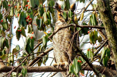 Owl In A Tree With Berries I would love to get a photo like you did with the 2 woodpeckers I wouldn’t know where to find them!