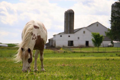 Pasture Horse Missy Herr Lancaster Photographer What kind of photos were you shooting before you got the Canon camera?