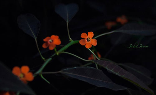 Photo By Jennifer Strouse Flowers Do you ever look back and think "Oh my gosh if only I had had a camera!"