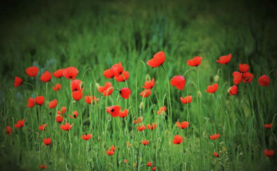 Poppies In A Field Michelle Fritz Tell me about your workflow process. Are there photos you're more reluctant to share?