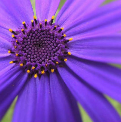 Purple Flower Macro Michelle Fritz You now live in Strasburg but where did you grow up?