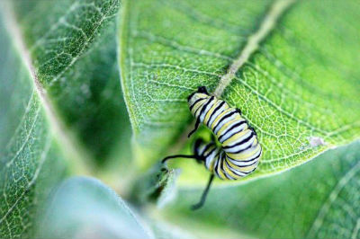 Small Catapillar On A Leaf Green I’ve noticed this with you before too that performance art is another niche for you. Would you agree?