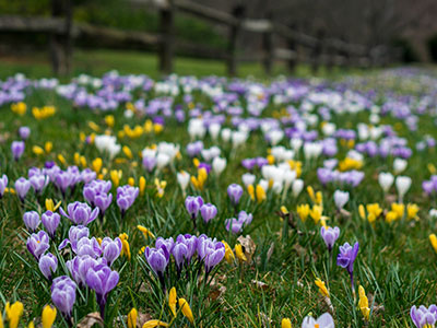 Spring Flowers in Lancaster Thumb Field of Flowers