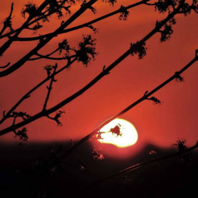 Sunset Through A Tree Michelle Fritz Fans of the Central Market see your work a lot. Do you cater to that? Do you find what gets good reception and deliver more of that? Or is it always just what you're thinking about?