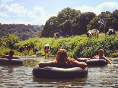 Tubing Down Creek With Cows Summer