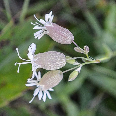 Wildflower Macro Photography Tana Reiff When you were getting this new lens did you consider a macro lens?