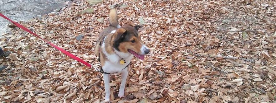 atticus at steinman run narrow.JPG Where to Go