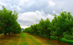 cherry hill Cherry Hill Orchards